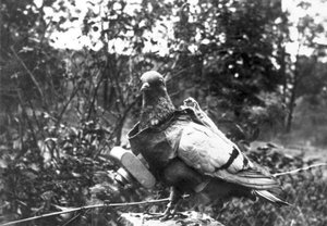 Fotógrafo de palomas
